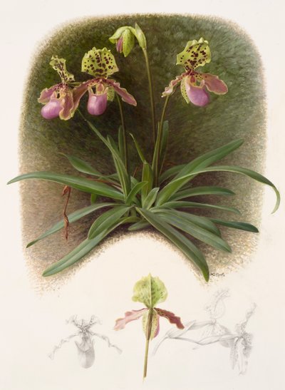 Paphiopedilium henryi (olja på papper) av Raymond Booth