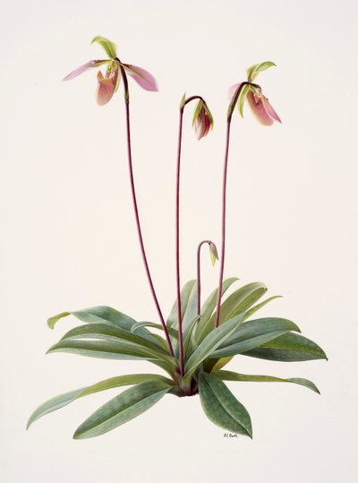 Pophiopedrium appletonianum (olja på papper) av Raymond Booth