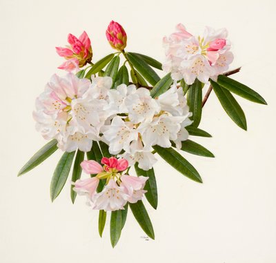 Rhododendron morii (olja på papper) av Raymond Booth