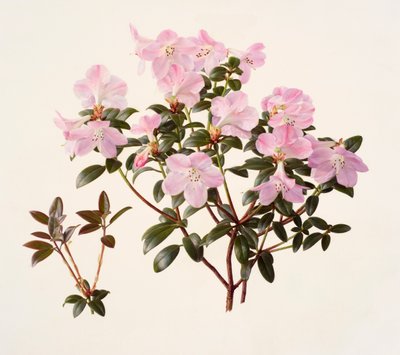 Rhododendron moupinense rosa-blommande (olja på papper) av Raymond Booth
