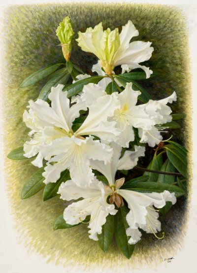 Rhododendron veitchianum, 2004 (olja på papper) av Raymond Booth