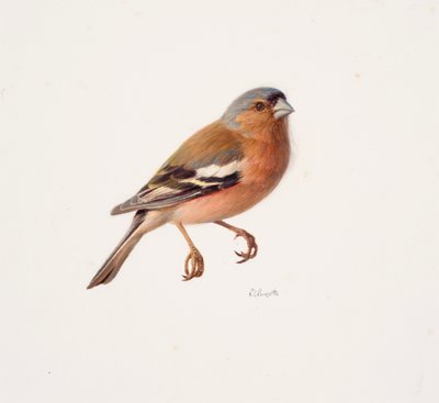 Studie av en bofink (olja på papper) av Raymond Booth