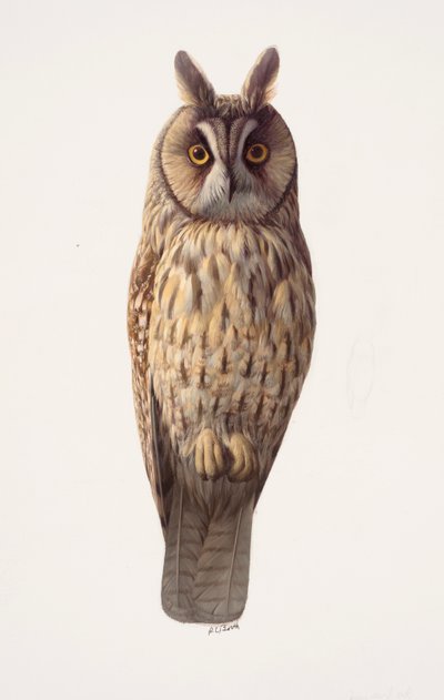 Studie av en hornuggla (olja på papper) av Raymond Booth