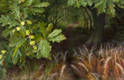 Vägen in i skogen (olja på pannå) av Raymond Booth