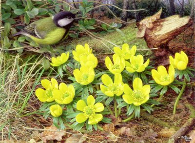 Winter Aconites, 2000 (olja på pannå) av Raymond Booth
