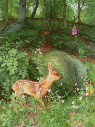 Ung rådjurskid i Adelskogen av Raymond Booth