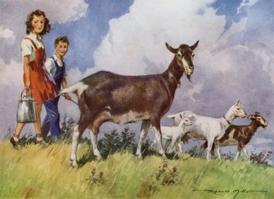 My Farm のイラスト (color litho)swedish av Reginald Mills