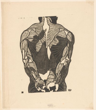 Anatomisk studie av en mans ryggmuskler av Reijer Stolk
