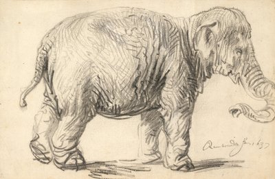 En elefant av Rembrandt van Rijn