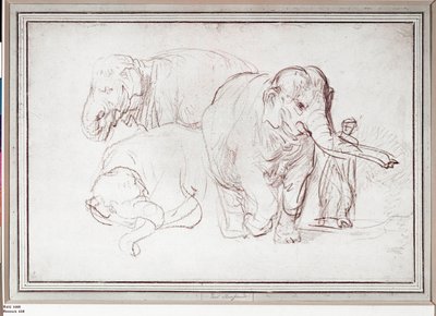 Tre elefanter. Blyertsteckning (teckning) av Rembrandt Harmensz. van Rijn