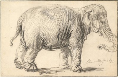 En elefant, 1637 av Rembrandt van Rijn