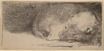 Sovande valp av Rembrandt van Rijn