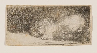 Sovande valp av Rembrandt van Rijn