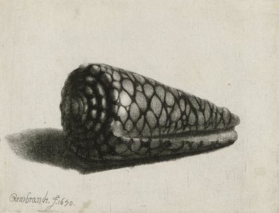 Snäckan (Conus marmoreus), 1650 av Rembrandt van Rijn