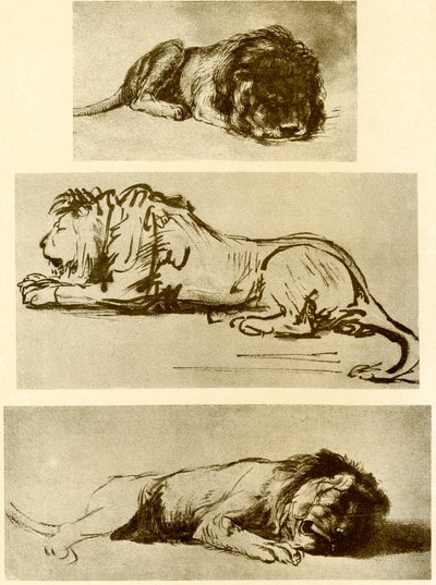 Tre lejonstudier av Rembrandt van Rijn