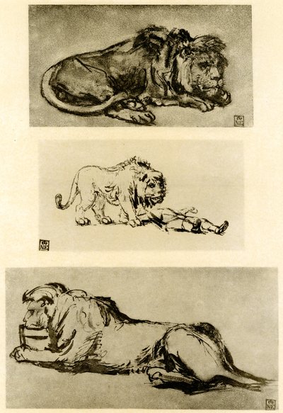 Tre lejonstudier av Rembrandt van Rijn