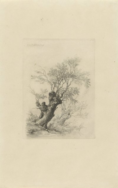 pilträd av Remigius Adrianus Haanen