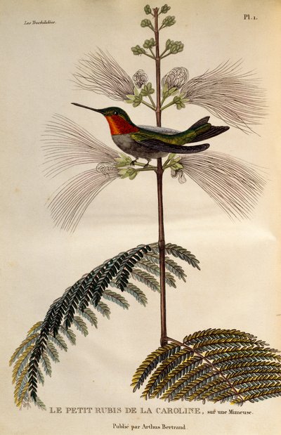 Ruby-throated Hummingbird (Archilochus colubris), gravyr från Les trochilidees ou les colibris et les oiseaux-mouches av René Primevère Lesson