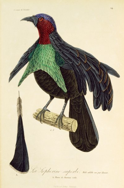 Vuxen hane av Superb Bird-of-Paradise (Lophorina superba), gravyr från Natural History of Birds of Paradise och Epimagues av René Primevère Lesson