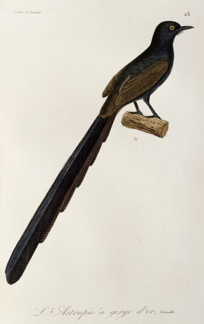 Gorget Paradisfågelhona, gravyr från Natural history of paradisbirds and epimagues av René Primevère Lesson