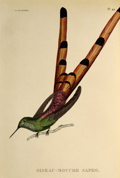 Rödstjärtkomet (Sappho sparganurus), gravyr från trochilides eller kolibrier och kolibrier av René Primevère Lesson