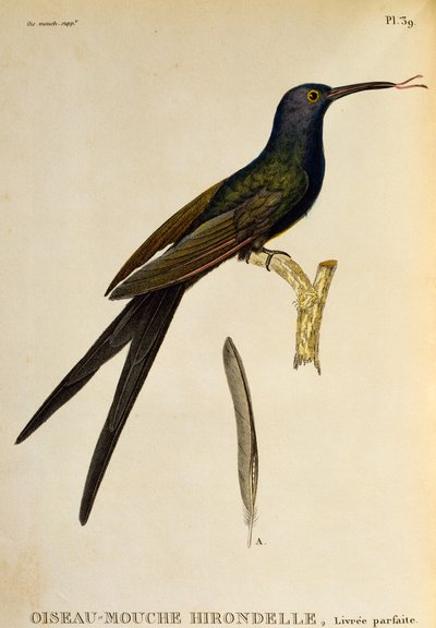 Svalstjärtskolibri (Eupetomena macroura), gravyr från Les trochilidees ou les colibris et les oiseaux-mouches av René Primevère Lesson