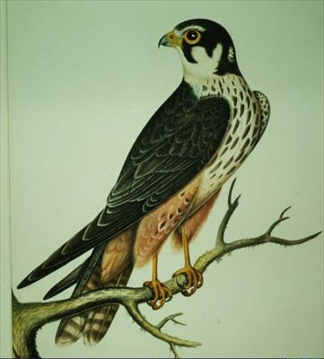 Hobby (akvarell) av Rev. C. Atkinson