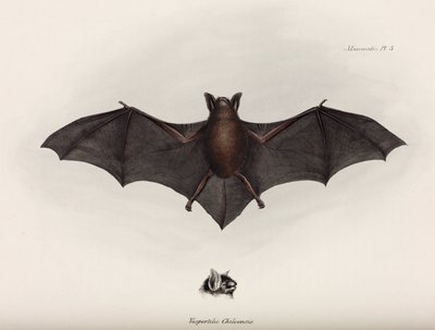 Fladdermus, Sydamerika, ca 1832-1836 av John Pardon