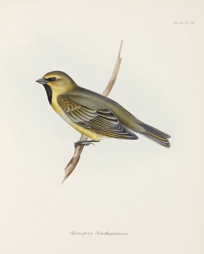 Finch, c 1832-1836 av John Pardon