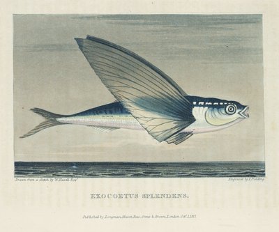 Flygande fisk av John Pardon