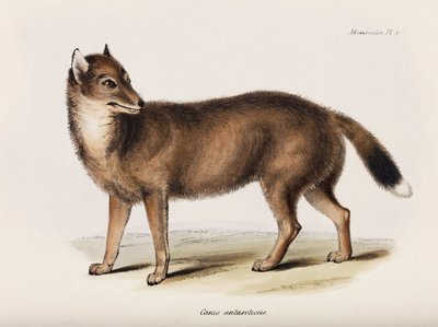 Fox, Falklandsöarna, ca 1832-1836 av John Pardon