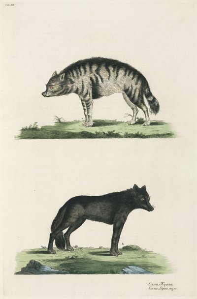 Hyena och varg av John Pardon