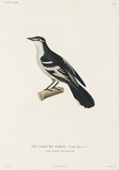 Karou shrike, Port Praslin, New Ireland av John Pardon