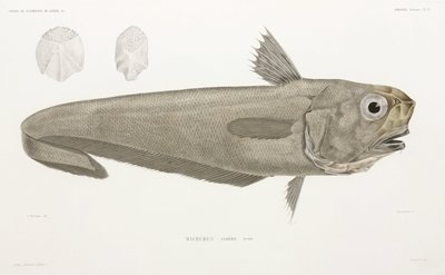 Knivfisk av John Pardon
