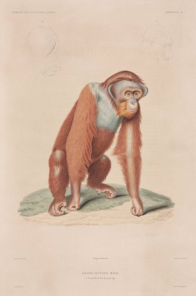 Orang-utanger, Indonesien av John Pardon