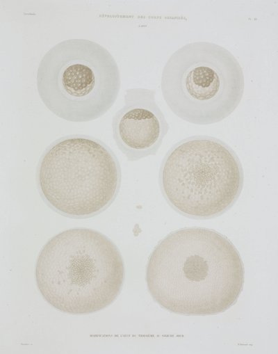 Kaninägg, c 1847-1859 av John Pardon