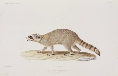 Raccoon, USA av John Pardon