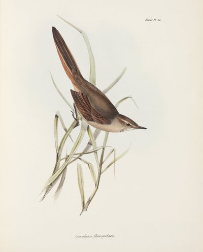 Spinetail, Sydamerika, c 1832-1836 av John Pardon