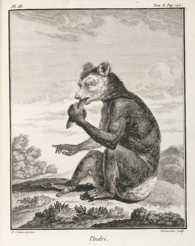 Indri - en typ av lemur, Madagaskar av John Pardon