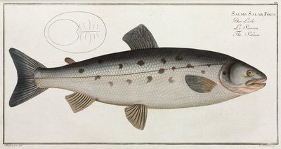 「The Salmon