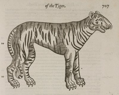 Tigern av John Pardon