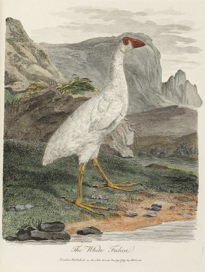 "The White Fulica" av John Pardon
