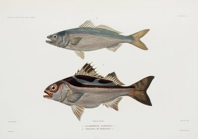Två sorters fisk av John Pardon
