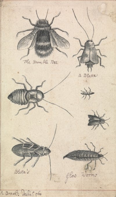 Det ödmjuka biet och insekter av Richard Brookes