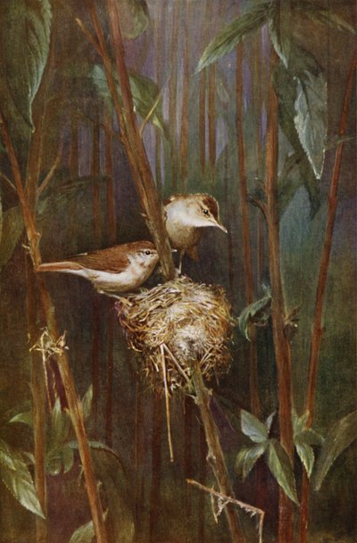 Vassångare (bild) av Richard and Cherry Kearton