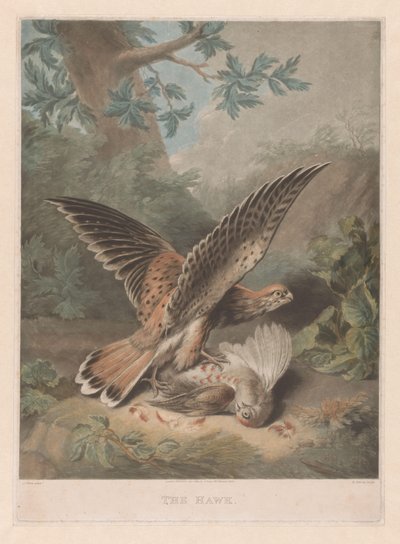 Hawk vaktar sitt byte The Hawk (titel på objekt) av Richard Earlom