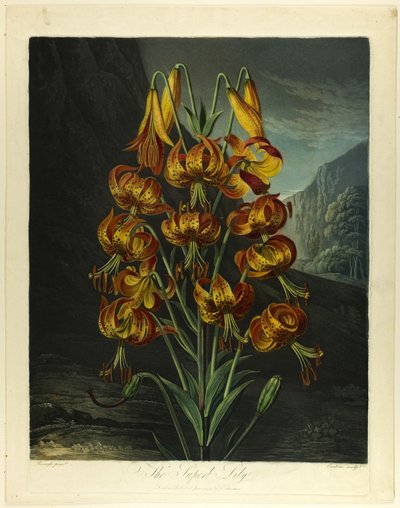 The Superb Lily, från The Temple of Flora av Richard Earlom
