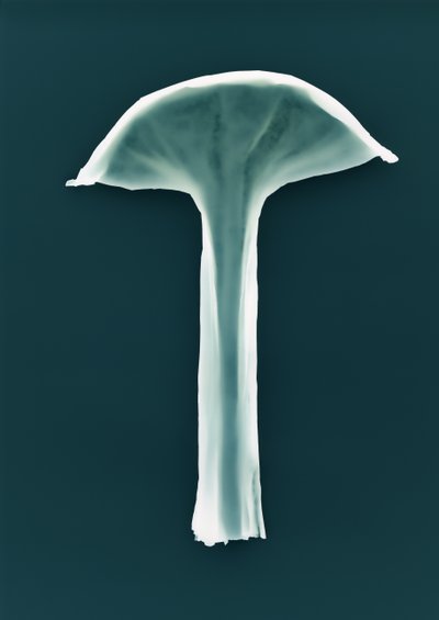 Utan titel, 2003 av Richard Green