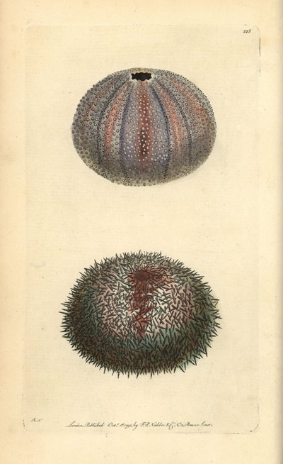 Ätbar sjöborre, Echinus esculentus, från George Shaw och Frederick Nodders "The Naturalist