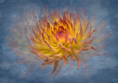 Golden Dahlia Flow av Richard Urbanski